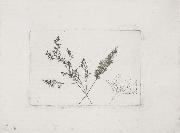 Willim Henry Fox Talbot, Three Grasses